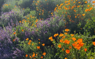 3 x 3 Herbal Workshops: 3 Mental Health