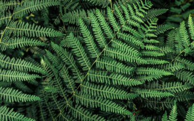 5 Native New Zealand Plants and How They Are Used in Health and Healing