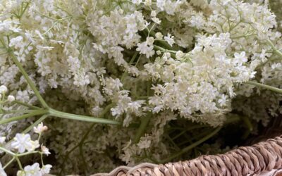 Herb of the week – elderflower