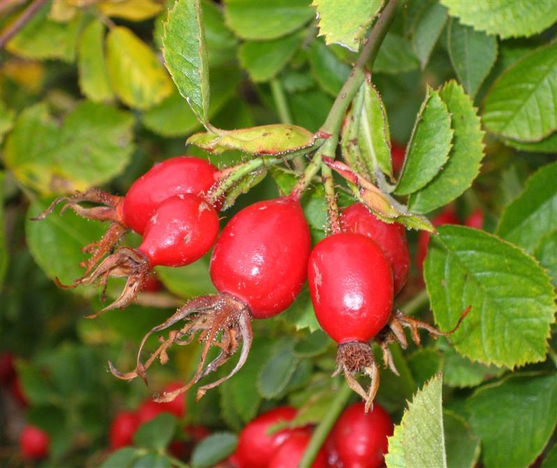 Workshop on Rosehip