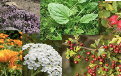 6 Herbs in 6 months at the Sherwood