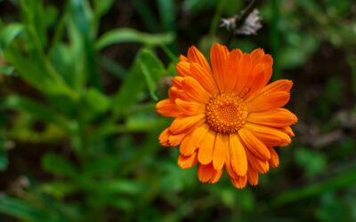 Workshop on Calendula