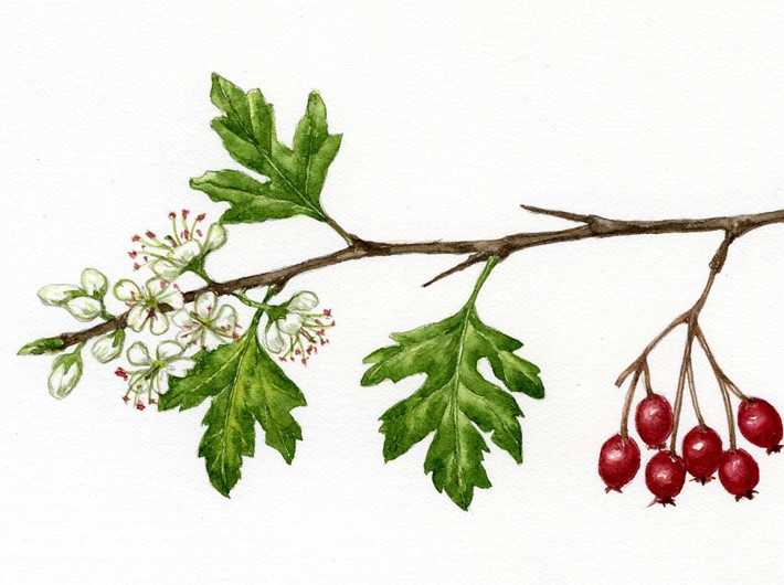 Hawthorn workshop
