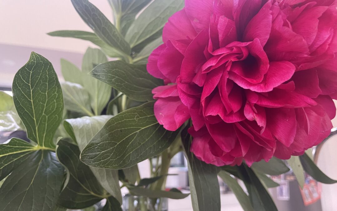 3 x 3 Herbal Workshops: 1 Women’s Health