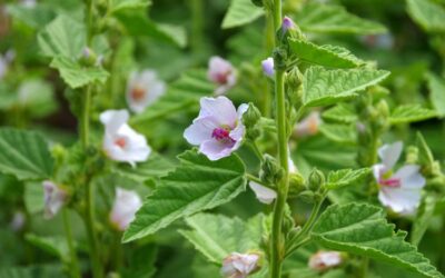 3 x 3 Herbal Workshops 2. Good for the Gut.