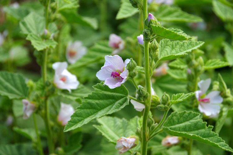 3 x 3 Herbal Workshops 2. Good for the Gut.